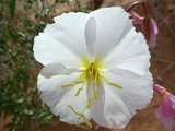 500 White Evening Primrose Flower Seeds Oenothera pallida