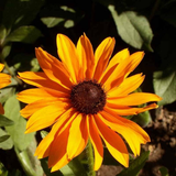 250 Rudbeckia ‘Marmalade’ Flower Seeds Rudbeckia Hirta Black Eyed Susan