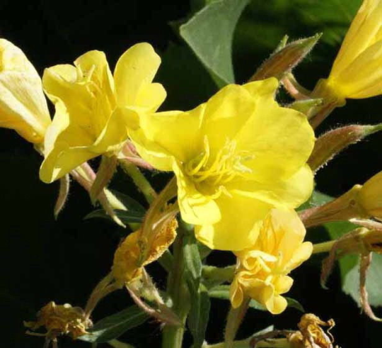 2000 Yellow Evening Primrose Seeds – Oenothera Lamarckiana, Heirloom, NON-GMO, USA Grown