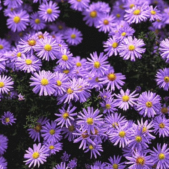 1oz Prairie Aster Tahoka Daisy Seeds Violet Blue Purple (Apprx 25,000 Seeds)