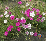 1000 Mixed MAIDEN PINKS Flower Seeds Dianthus Deltoides Fragrant