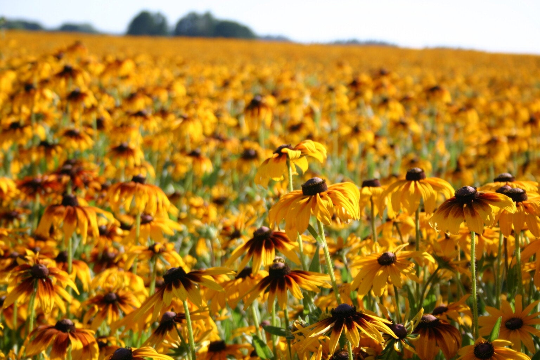 indian summer flower seeds 3000 Gloriosa Daisy Indian Summer Rudbeckia Hirta Flower Seeds – The  Gardening World