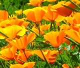 500 CALIFORNIA POPPY ORANGE Eschscholzia Californica Flower Seeds