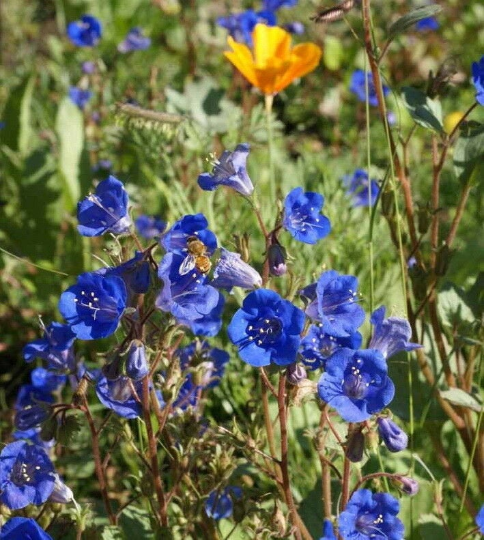 500 California Bluebell Flower Seeds Desert Canterbury
