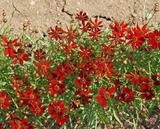 1000 Red Dwarf Plains Coreopsis Tinctoria Flower Seeds