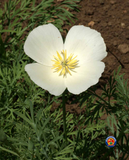 300 WHITE CALIFORNIA POPPY White Linen Flower Seeds