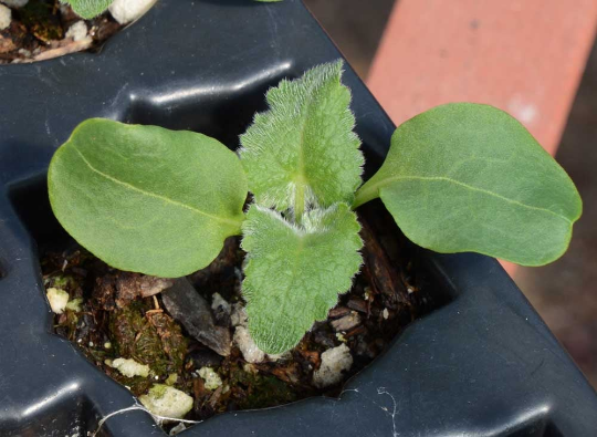 dried money plant for sale 250 Money Plant Silver Dollars Flower Seeds