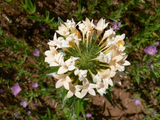 150 Phlox Large Flowered Collomia grandiflora Flower Seeds