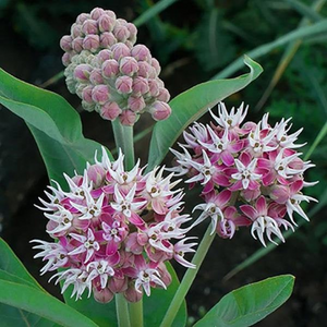 30 Showy Pink Butterfly Milkweed Seeds Asclepias speciosa Native Perennial for Monarchs