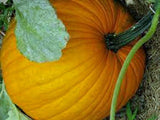 75 Pumpkin Seeds - Connecticut Field