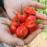 40 Organic Red Scotch Bonnet Hot Pepper Seeds