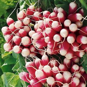 250 French Breakfast Radish Seeds Heirloom