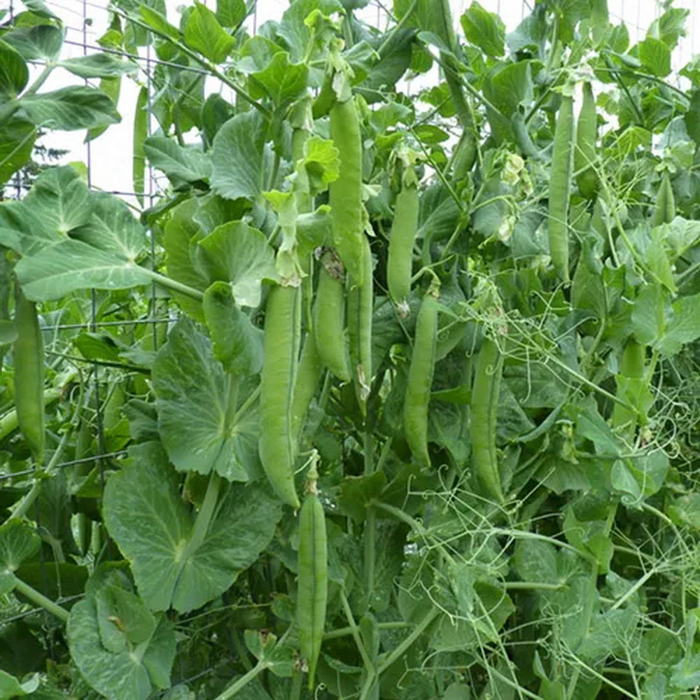 green peas⭐︎ webimage-SL3123-NL-01-TIF.png?