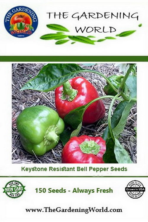 thumbnail image 2 of Keystone Giant Red Bell Pepper Seeds - Heirloom, Organic, 30+ Seeds - Easy To Grow 2 of 6