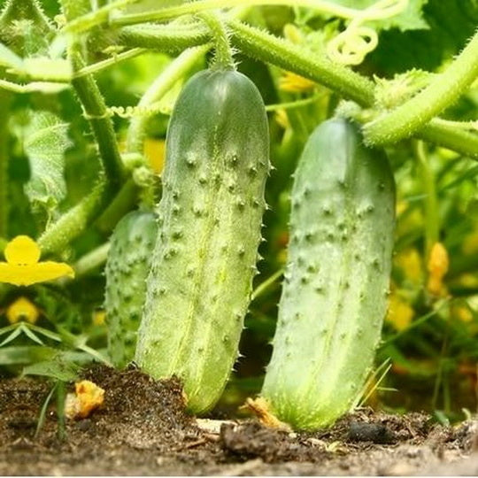 150 National Pickling Cucumber Seeds Heirloom