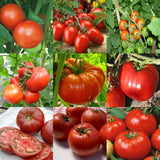 Organic Tomato Seeds Kit 9 Varieties Cherokee Beefsteak Rutger Delicious & More